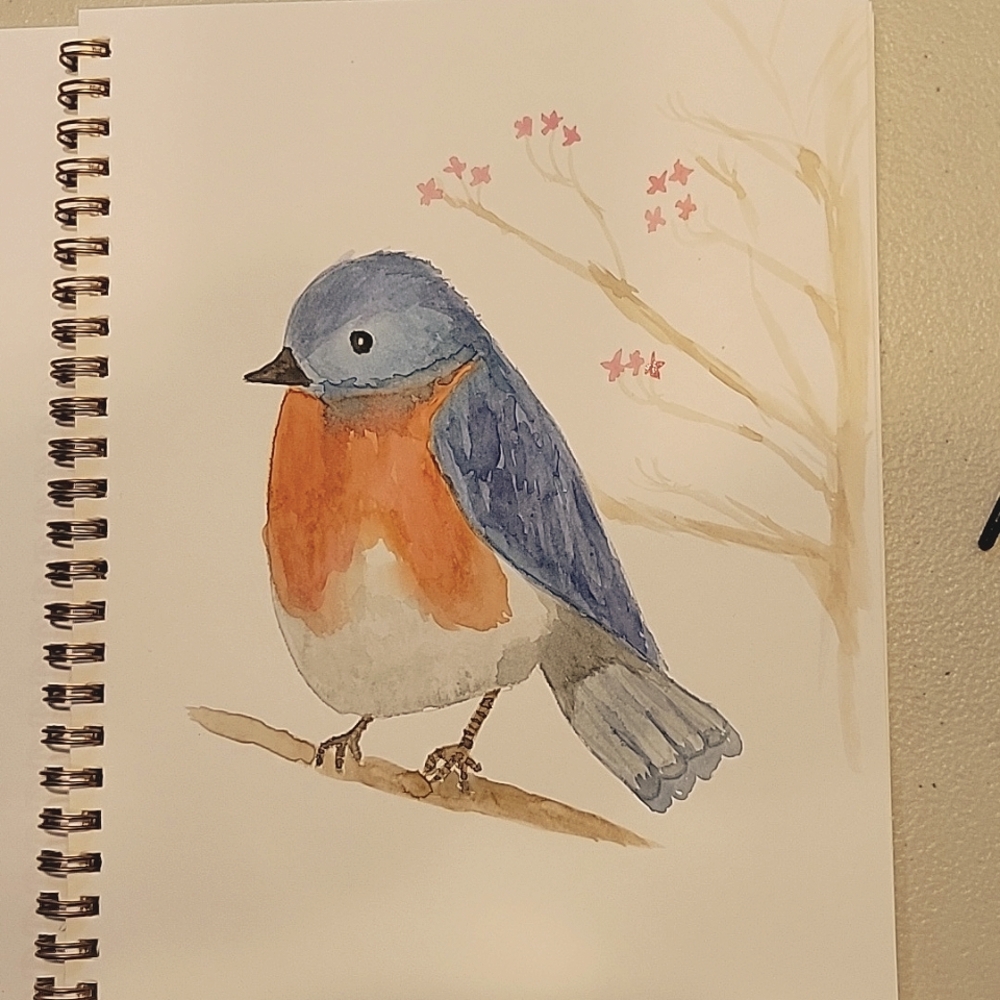 Original watercolor of Western bluebird (Sialia mexicana)